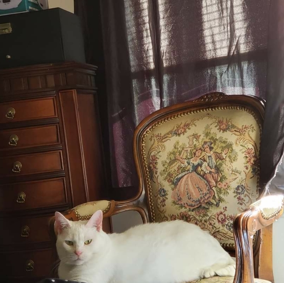 RESCUE KENTUCKY - Picture 13 of 17